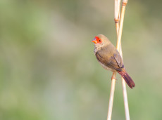 Star Finch