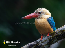 Stork-billed Kingfisher