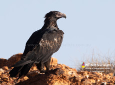 Mature Wedge-tailed Eagle staring majestically