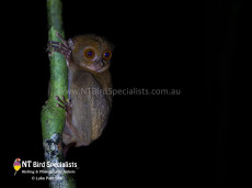 Western Tarsier