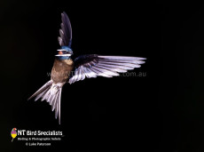 Whiskered Tree Swift