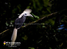 White-crowned Hornbill