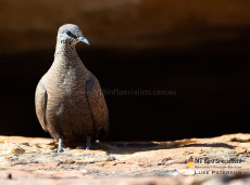 Elusive White-quilled Rock Pigeon are a favourite