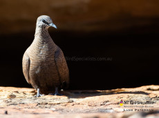 White-quilled Rock Pigeon