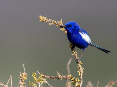 White-winged Fairywren
