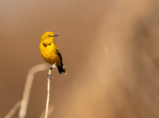 Yellow Chat