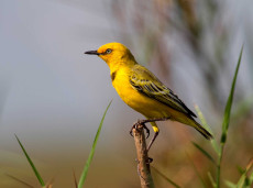 This Yellow Chat was photographed on tour at Lake Argyle