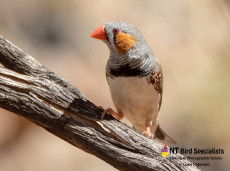 Zebra Finches rely on inland waterholes