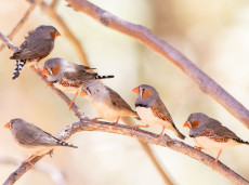 Zebra Finches