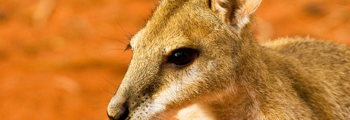 5 Day Top End Bird Wildlife Photography Tour Birdwatching Tours Australia Darwin Kakadu Kimberley Northern Territory