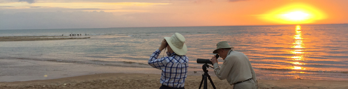 Scanning for shorebirds on Darwin city beaches, Northern Territory