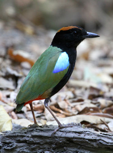 Bird Watching Tours