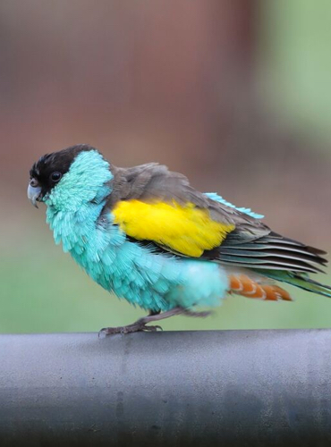Bird Watching Tours