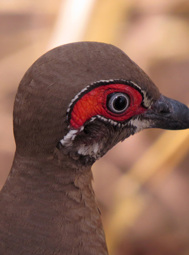 Bird Watching Tours