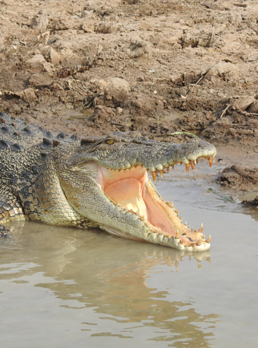 Wildlife and Nature Tours