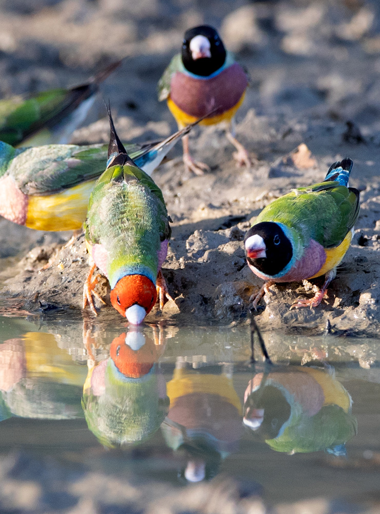 bird tours australia