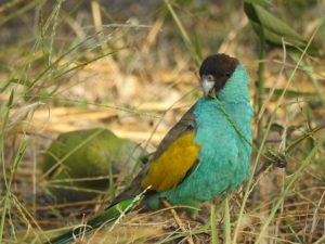 Endemic Hooded Parrot NT Bird Specialists