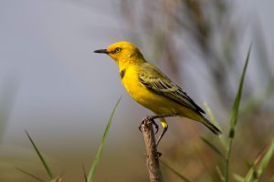 NT Bird Specialists Yellow Chat
