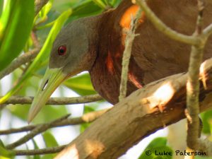 Chestnut Rails in Darwin