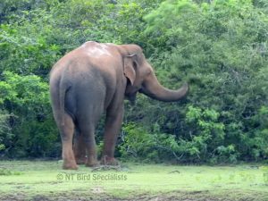 Asian Elephant in Yala National Park