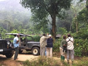Finding Green-billed Malkoha in Sinharaja