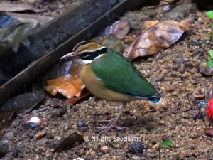 Indian Pitta with stunning colours