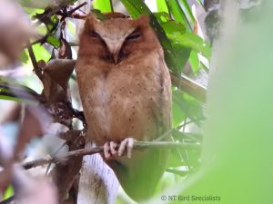 The elusive Serendib Scops Owl is very a rare bird in Sri Lankan forests