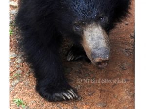 Sloth Bear in Wilpattu National Park Sri Lanka