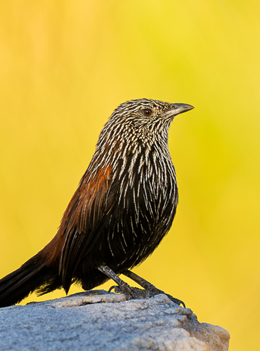 Bird Watching Tours