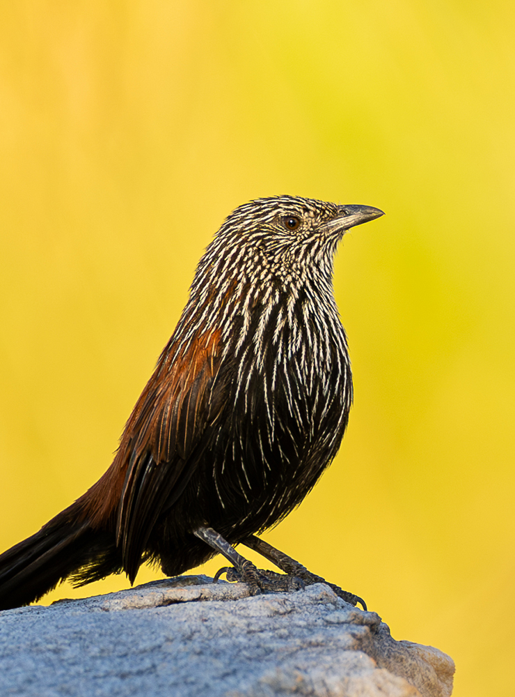 Bird Watching Tours