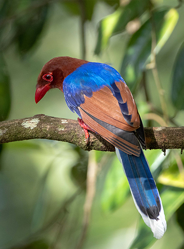 Sri Lanka Birding & EcoTours