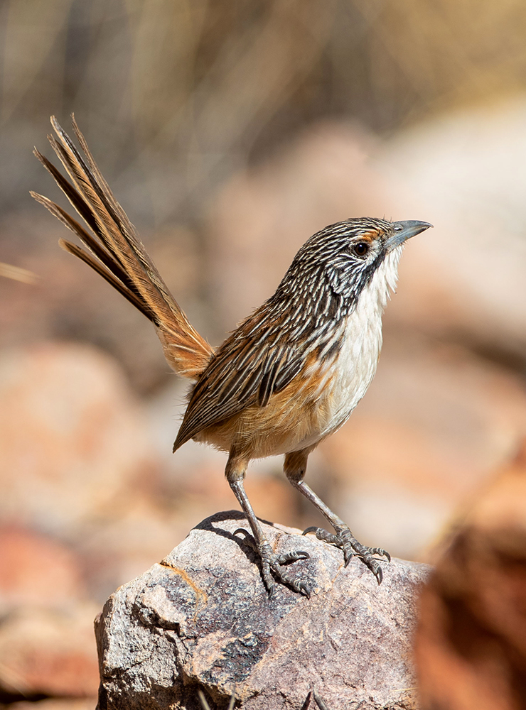 Bird Watching Tours