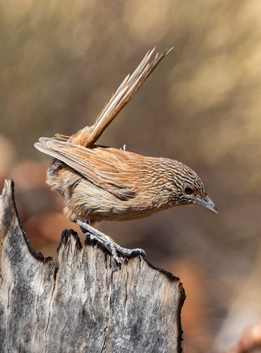 Bird Watching Tours