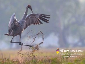 Brolga performing a courtship dance