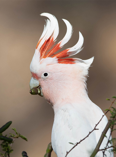 Bird Watching Tours